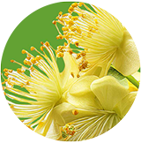 Ekstrakt roślinny 3